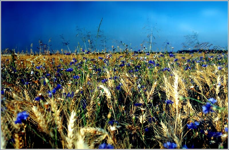 фото "Wheat Field" метки: природа, пейзаж, лето, цветы