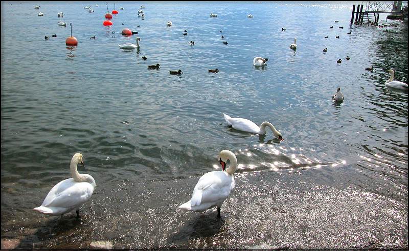 photo "Swan mjrning" tags: misc., 
