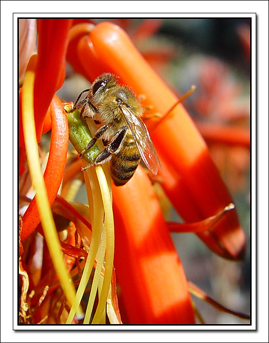 фото "Little bee, big flower" метки: природа, макро и крупный план, насекомое