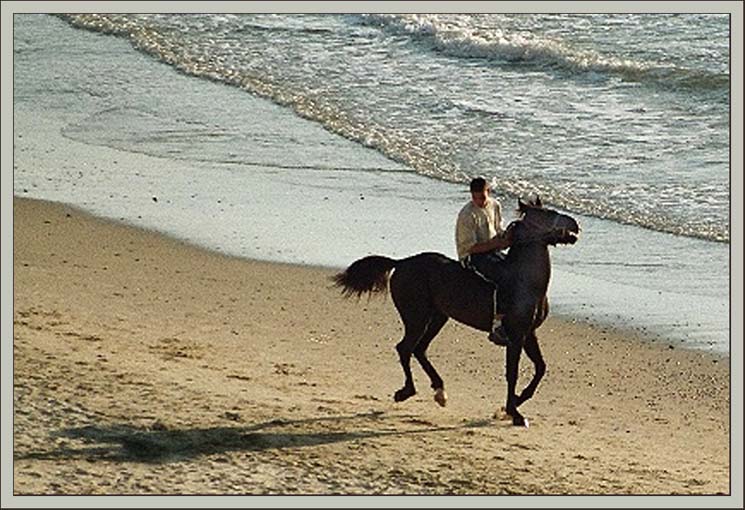 photo "Sea cowboy" tags: nature, landscape, pets/farm animals, water