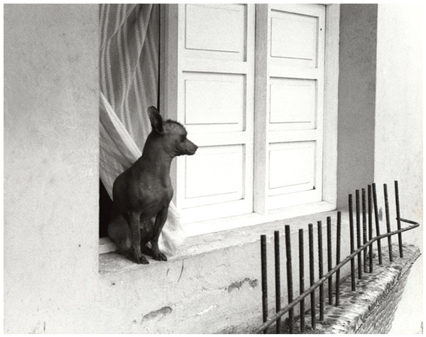 photo "Home alone" tags: black&white, nature, pets/farm animals