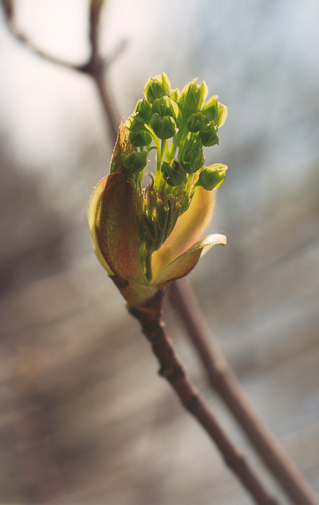 photo "*** ***" tags: nature, macro and close-up, flowers