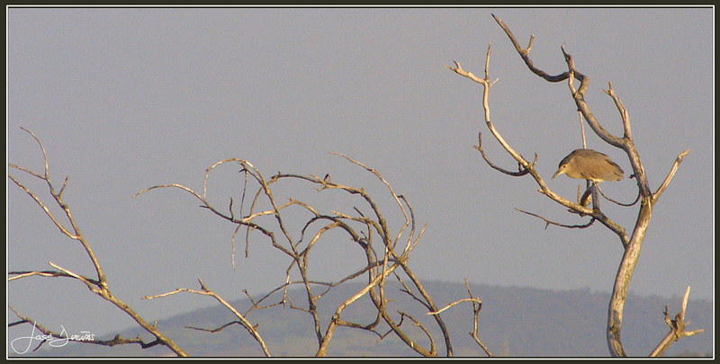 photo "(Nycticorax nycticoras)" tags: nature, wild animals