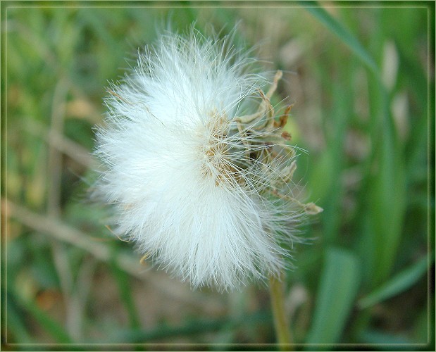 photo "I grow old..." tags: macro and close-up, nature, flowers