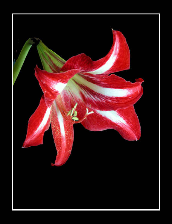 фото "Amarilis #2" метки: природа, цветы