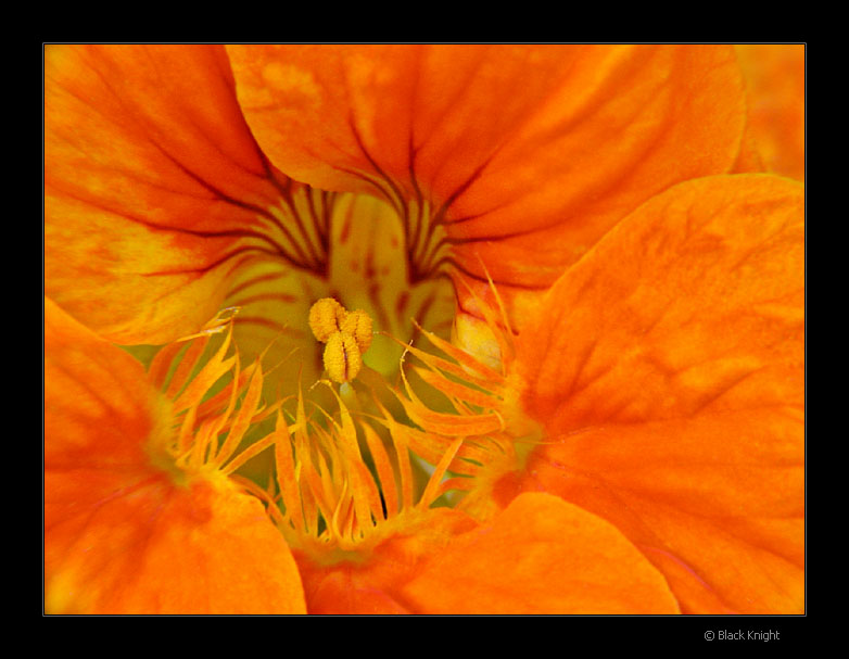 photo "Orange Spring" tags: nature, macro and close-up, flowers