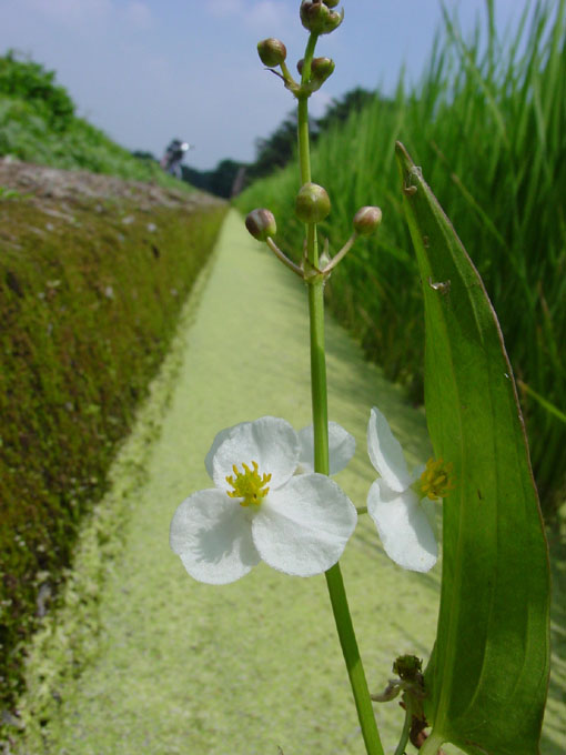 photo "Just a weed in the rice field" tags: nature, flowers