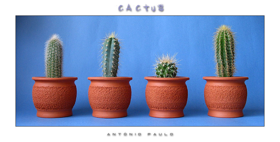 photo "Cactus Panorama" tags: nature, flowers