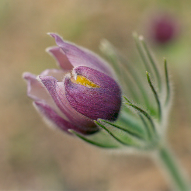 photo "*** ***#2" tags: nature, flowers