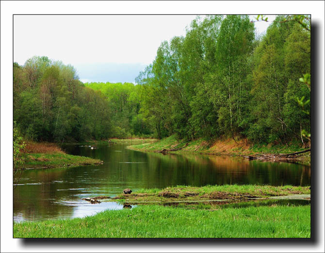 photo "The firts foliage" tags: landscape, forest, spring