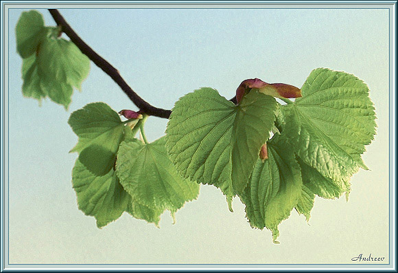 photo "Tilia" tags: macro and close-up, nature, flowers