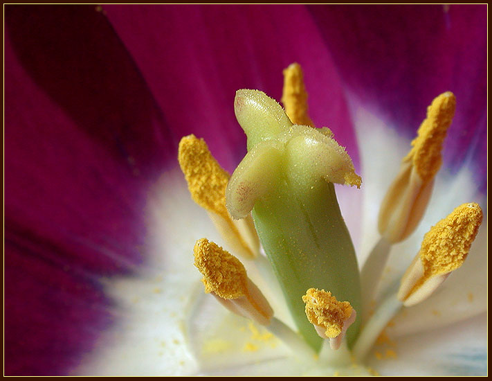 photo "The heart of Tulip" tags: macro and close-up, nature, flowers