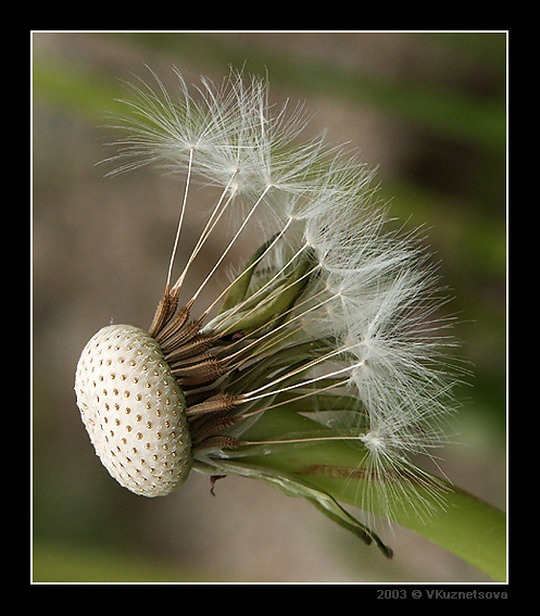 photo "Bald-headed" tags: macro and close-up, nature, flowers