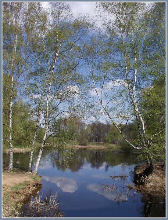 photo "Typical spring" tags: landscape, forest, spring