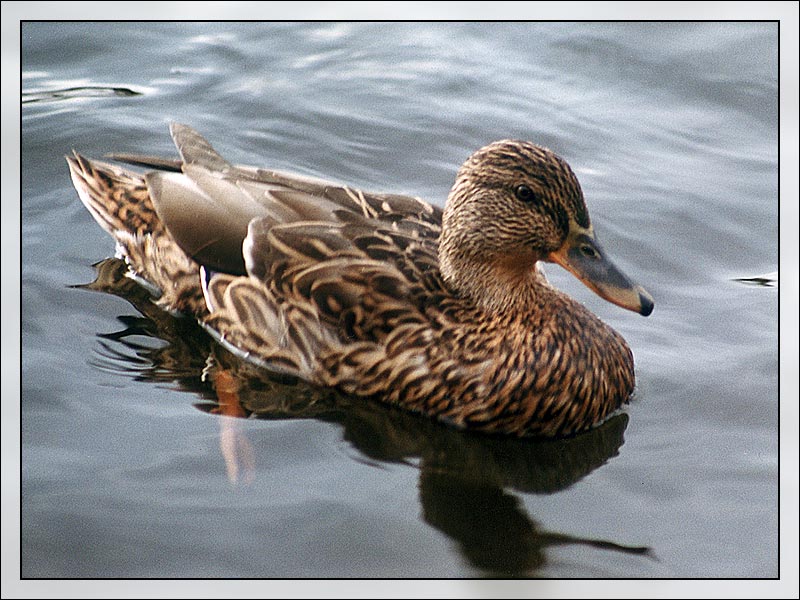 photo "Duck" tags: nature, wild animals