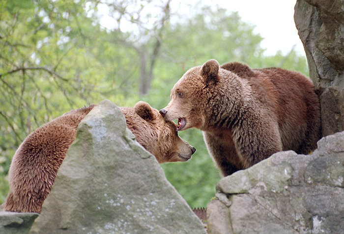 photo "Russian Bear" tags: nature, wild animals