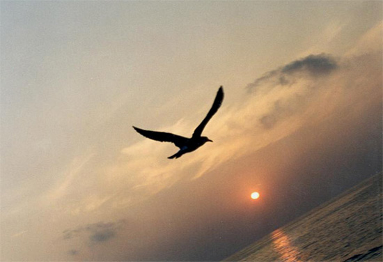 фото "крылья" метки: природа, пейзаж, дикие животные, закат
