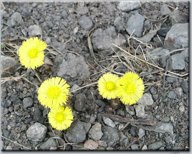 photo "Chelyabinsk, late april (photo #3)" tags: nature, flowers