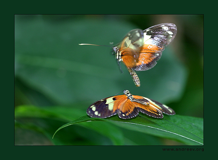 photo "About butterflies in mating season :)" tags: macro and close-up, nature, insect