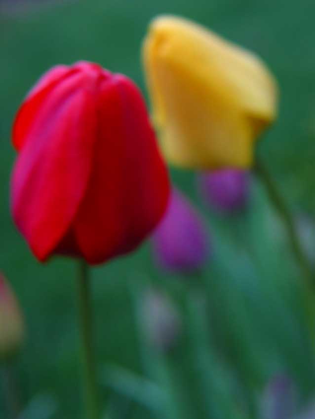 photo "lazy dream of spring" tags: landscape, nature, flowers, spring