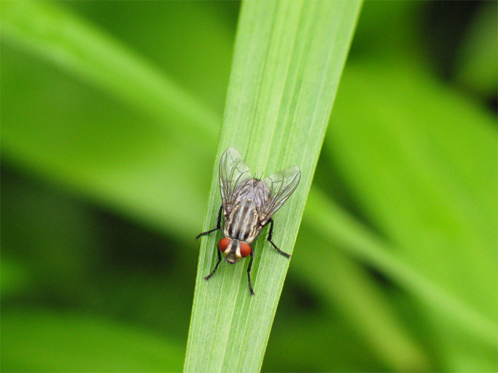 photo "The Descent" tags: nature, macro and close-up, insect
