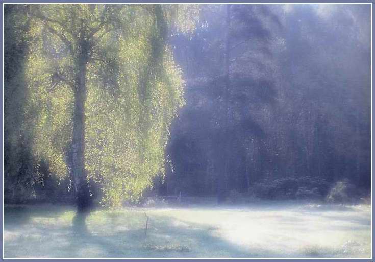 photo "At edge of wood" tags: landscape, forest, spring