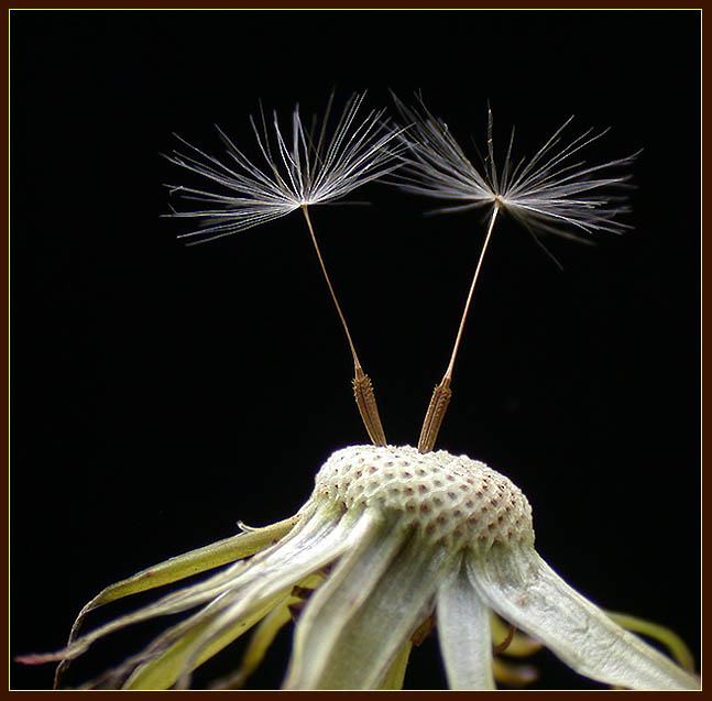 photo "Still Hanging On" tags: macro and close-up, nature, flowers