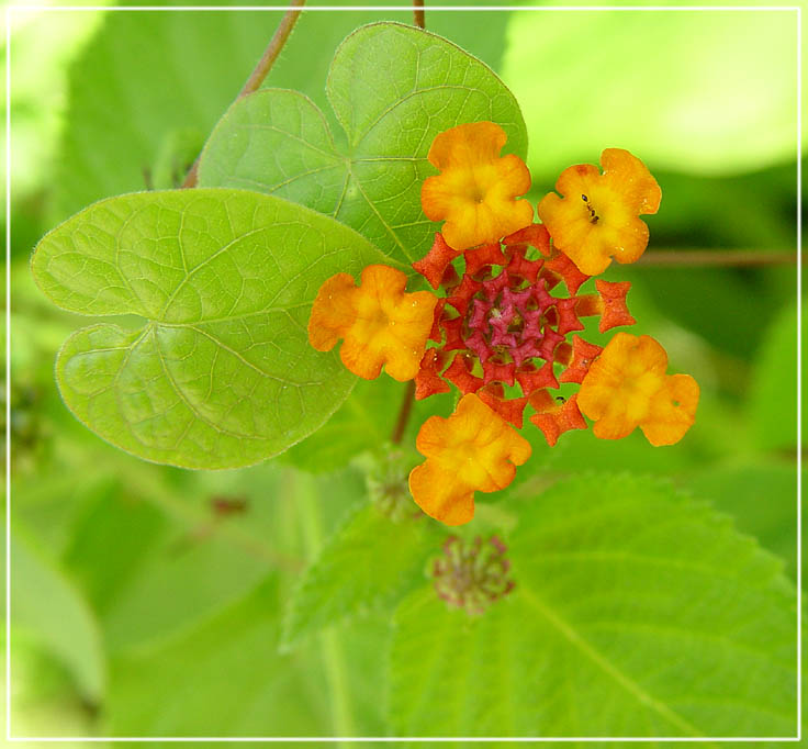 photo "Floret" tags: macro and close-up, nature, flowers