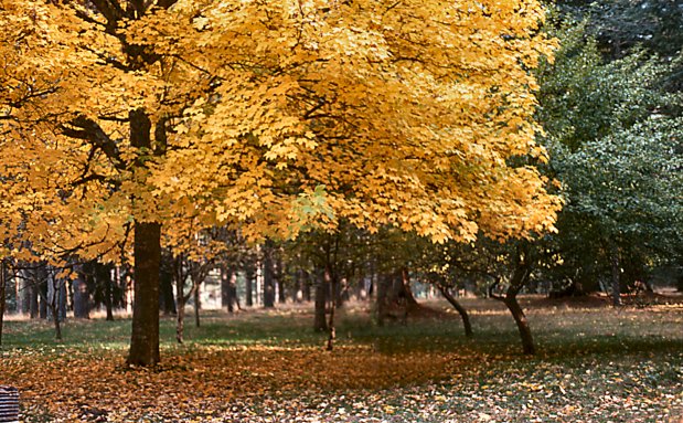 photo "Gold" tags: landscape, nature, autumn, flowers