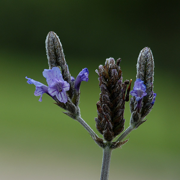 фото "Blue Flowers" метки: природа, цветы