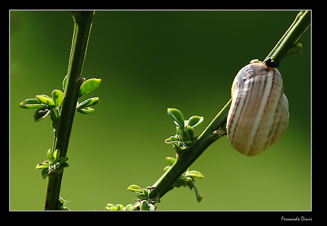 photo "Alone" tags: nature, flowers, insect