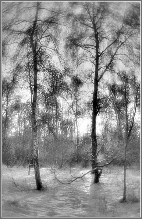 фото "Февральские мотивы - реверберация 2" метки: пейзаж, зима, лес