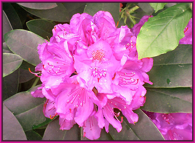 photo "Pinky" tags: nature, montage, flowers