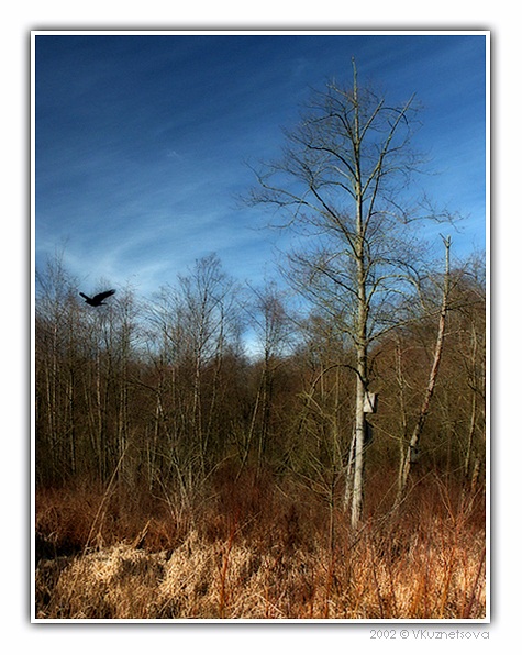 photo "Early in the spring..." tags: landscape, forest, spring