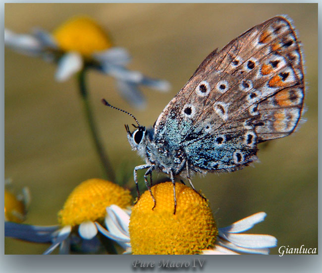 фото "Pure Macro IV" метки: макро и крупный план, 