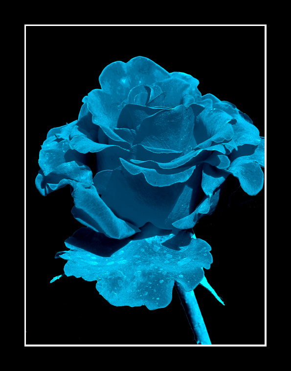 фото "My blue" метки: природа, цветы