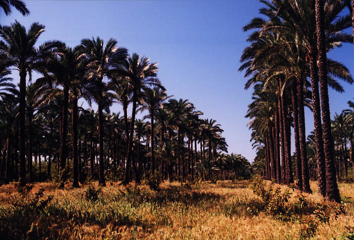 фото "Palm trees" метки: путешествия, природа, Африка, цветы