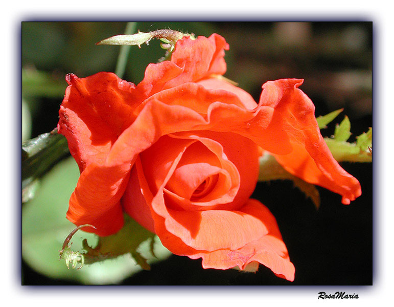 photo "***" tags: macro and close-up, nature, flowers