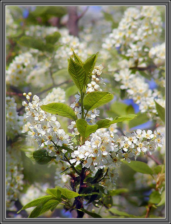 photo "Like a bride" tags: nature, flowers