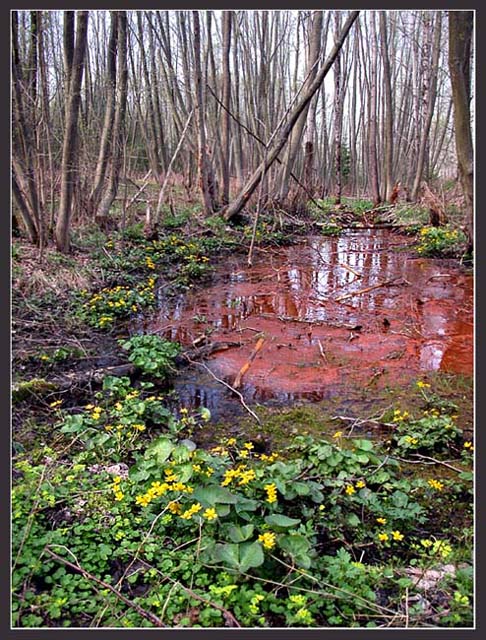 photo "Spring on a bog" tags: landscape, forest, spring