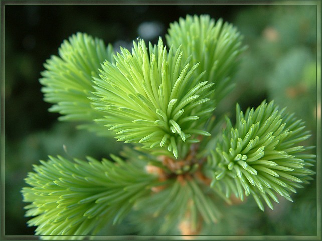 photo "Fur-tree bouquet" tags: macro and close-up, nature, flowers