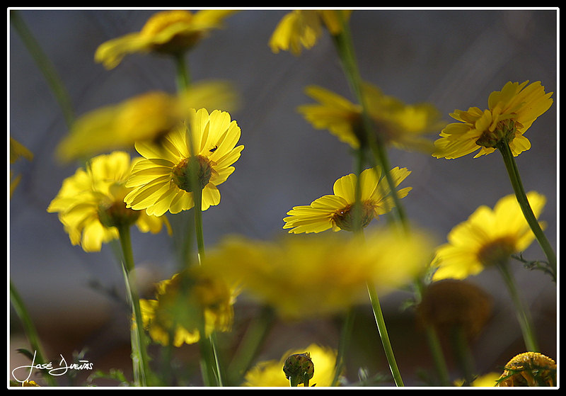 фото "(Chrysanthemum coronarium)" метки: природа, цветы