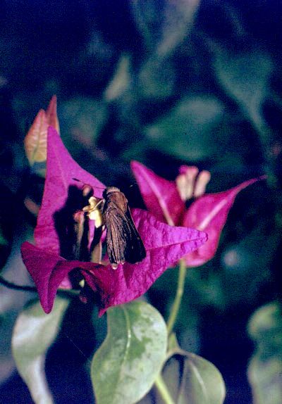 photo "Night Meal" tags: nature, macro and close-up, insect