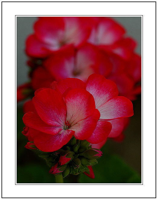 photo "A Red Flower for a Lady..." tags: nature, flowers