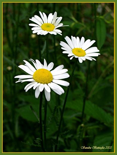 фото "Three" метки: природа, макро и крупный план, цветы