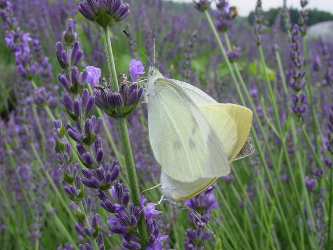photo "Good day&Good time" tags: nature, insect