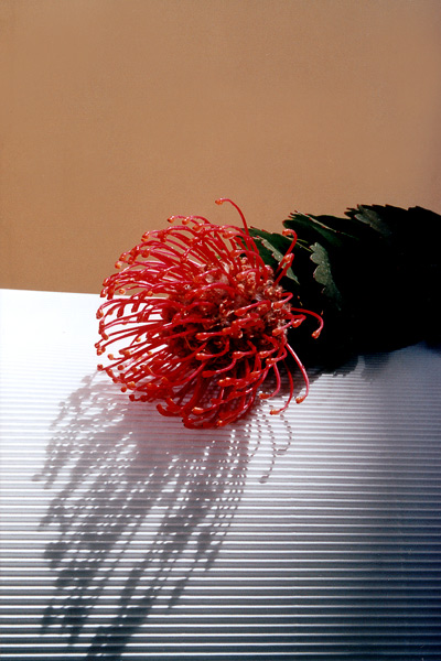 photo "Red Flower" tags: still life, macro and close-up, 