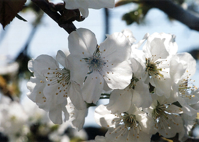 photo "White Colour" tags: macro and close-up, nature, flowers