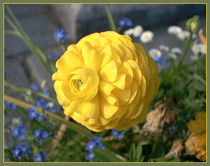 фото "Желтая.." метки: макро и крупный план, природа, цветы