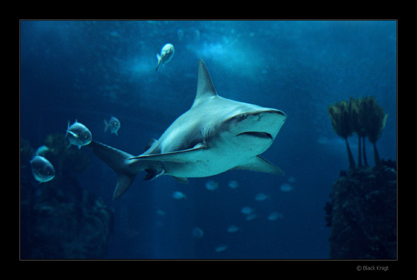 photo "Follow The Leader" tags: nature, underwater, wild animals